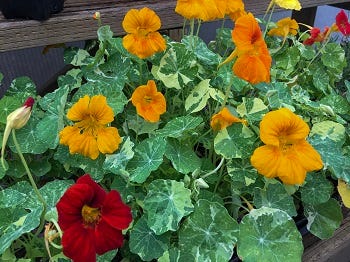 Cool-season annuals are annual plants that prefer cool temperatures, growing best in spring or fall.