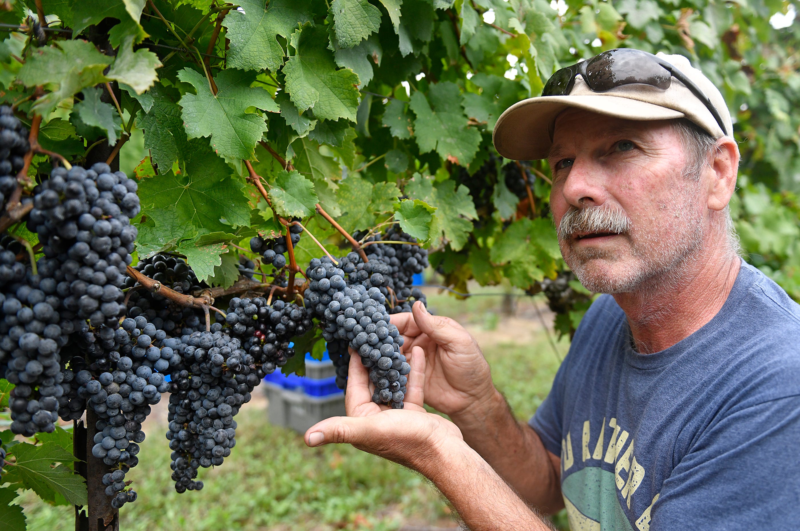 Ed Gaventa of Cedarvale Winery in Logan Township, inspects Cabernet Franc grapes used to make a medium-bodied red wine.