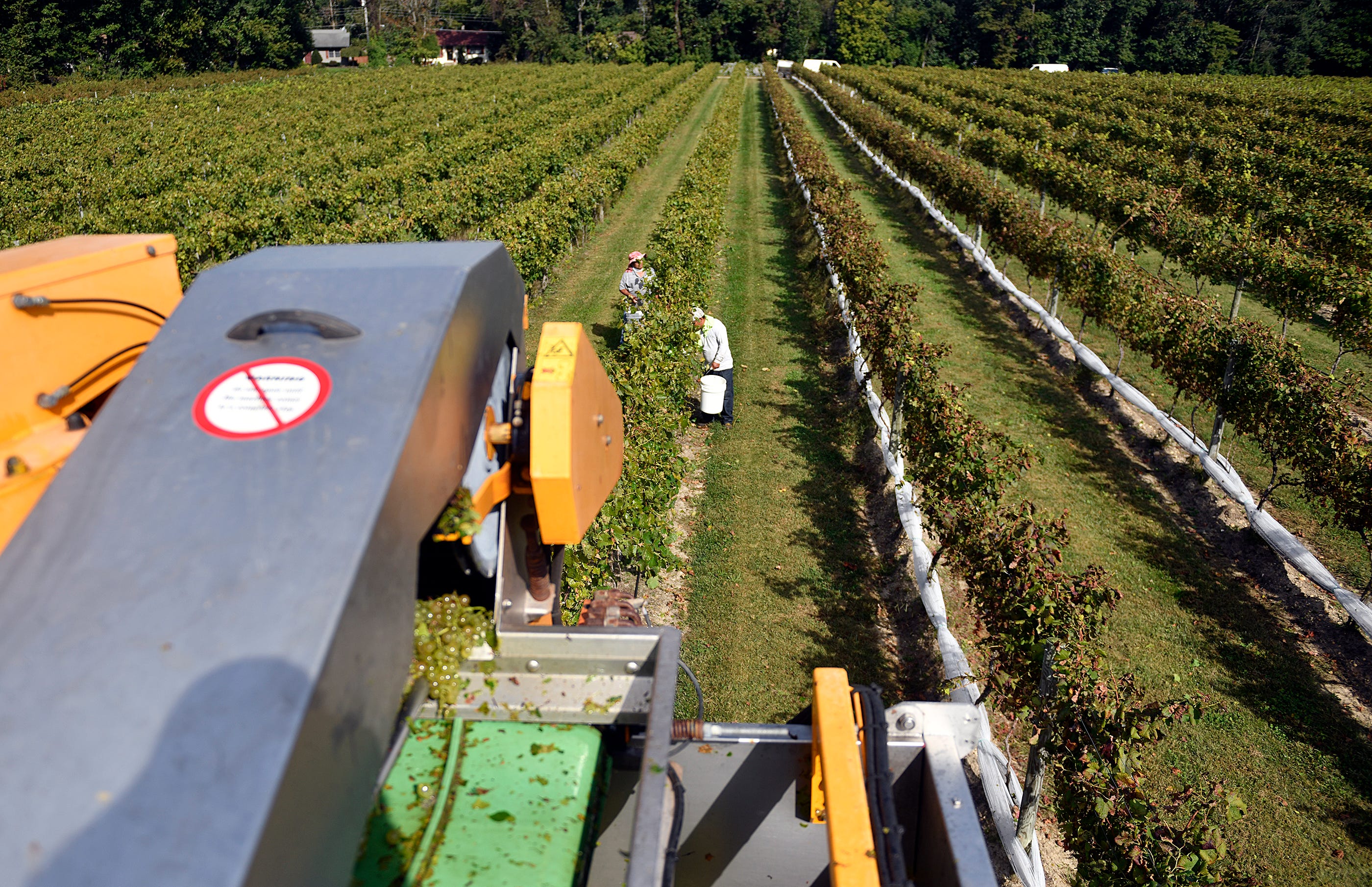 Vidal Blanc grapes are harvested to make white wine at Tomasello Winery in Hammonton, N.J. The French made Gregoire 170 can collect and sort over five tons of grapes in less than an hour.