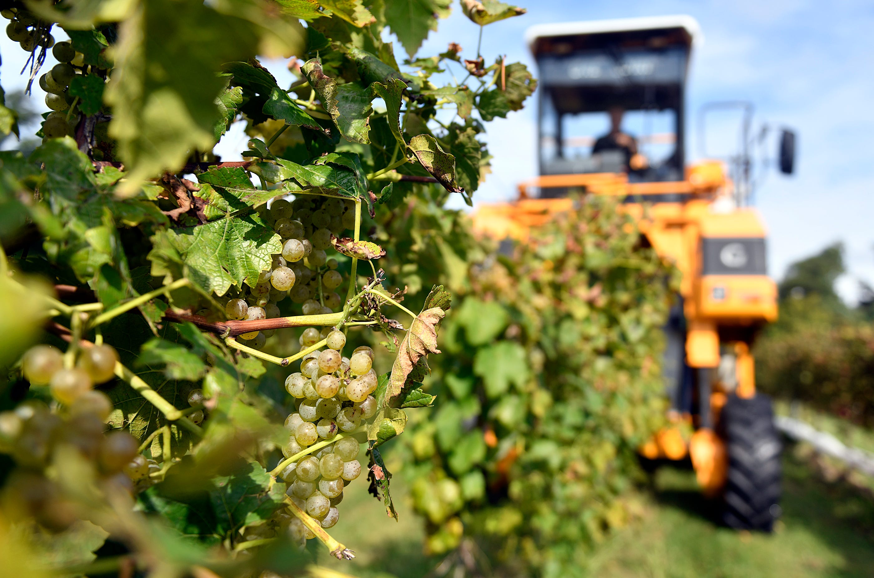 Vidal Blanc grapes are harvested to make white wine at Tomasello Winery in Hammonton. The French-made Gregoire 170 can collect and sort over five tons of grapes in less than an hour.