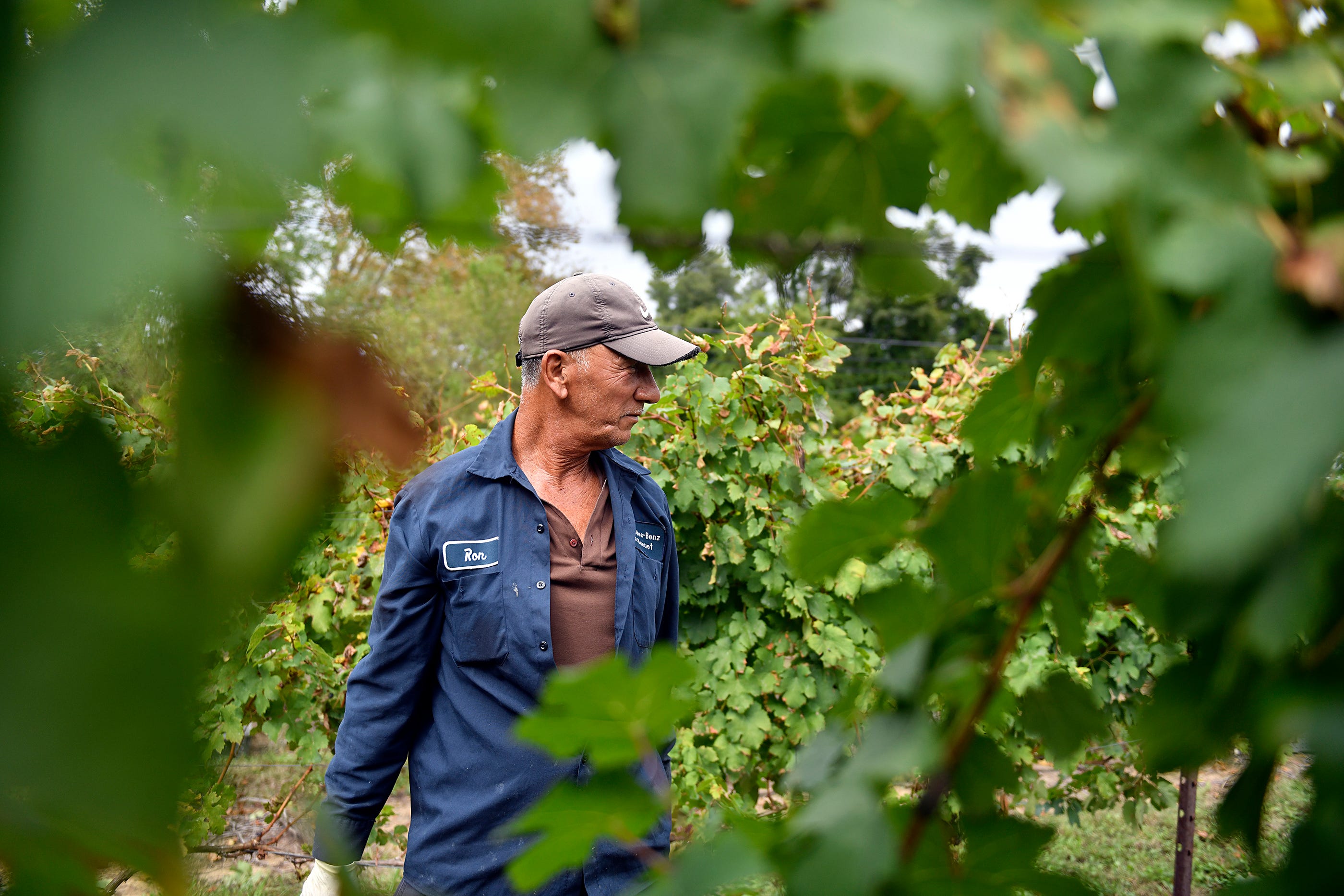 Cabernet Franc grapes are harvested by hand at Cedarvale Winery in Logan on Oct. 6, 2021.