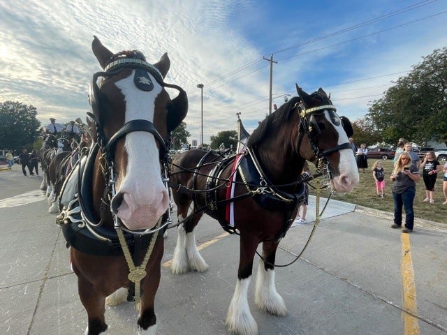 The Budweiser Clydesdales visited the Indianola Fareway on Thursday October 7th, 2021.  Prole resident Grace Pedersen, 4, said the horses were