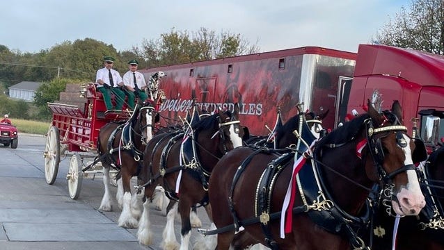 Budweiser Clydesdales bring out crowds at central Iowa stops Budweiser Clydesdales bring out crowds at central Iowa stops