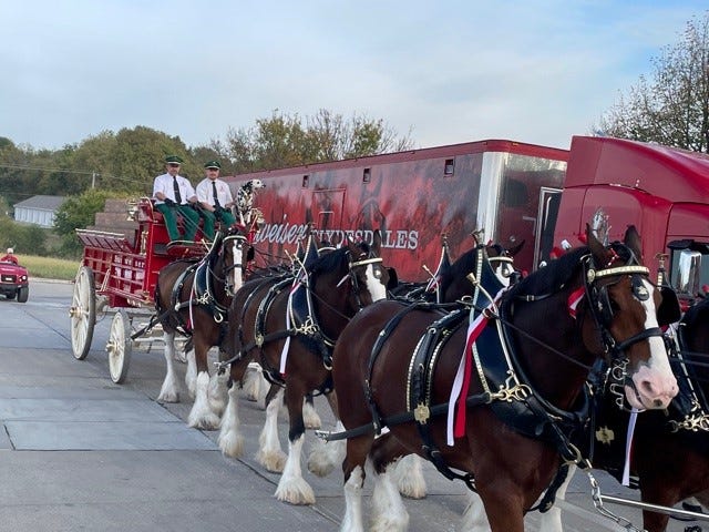 The Budweiser Clydesdales visited the Indianola Fareway on Thursday, Oct. 7, 2021. Driving the team is Manny Raber, left, a native of Hazelton and Brady Janssen, right, a native of Clarksville. Dalmatian Bud also supervises. The team is led by Cash and Sparks (not pictured), followed by Jay, left, and Jet; Denver, left, and Hansi, Bud, left, and Rocco.