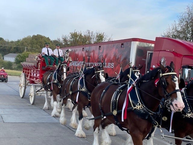 The Budweiser Clydesdales visited the Indianola Fareway on Thursday October 7th, 2021.  The team is led by Manny Raber (left) from Hazelton and Brady Janssen (right) from Clarksville.  Dalmatian Bud also oversees.  The team is led by Cash and Sparks (not shown), followed by Jay (left) and Jet;  Denver, left, and Hansi, Bud, left, and Rocco.