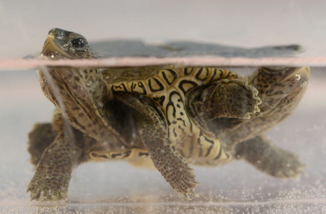 Operating independently, one side of a diamondback terrapin comes up for air in a small holding tank at the Birdsey Cape Wildlife Center in Cummaquid where the 2-week-old reptile is being treated.