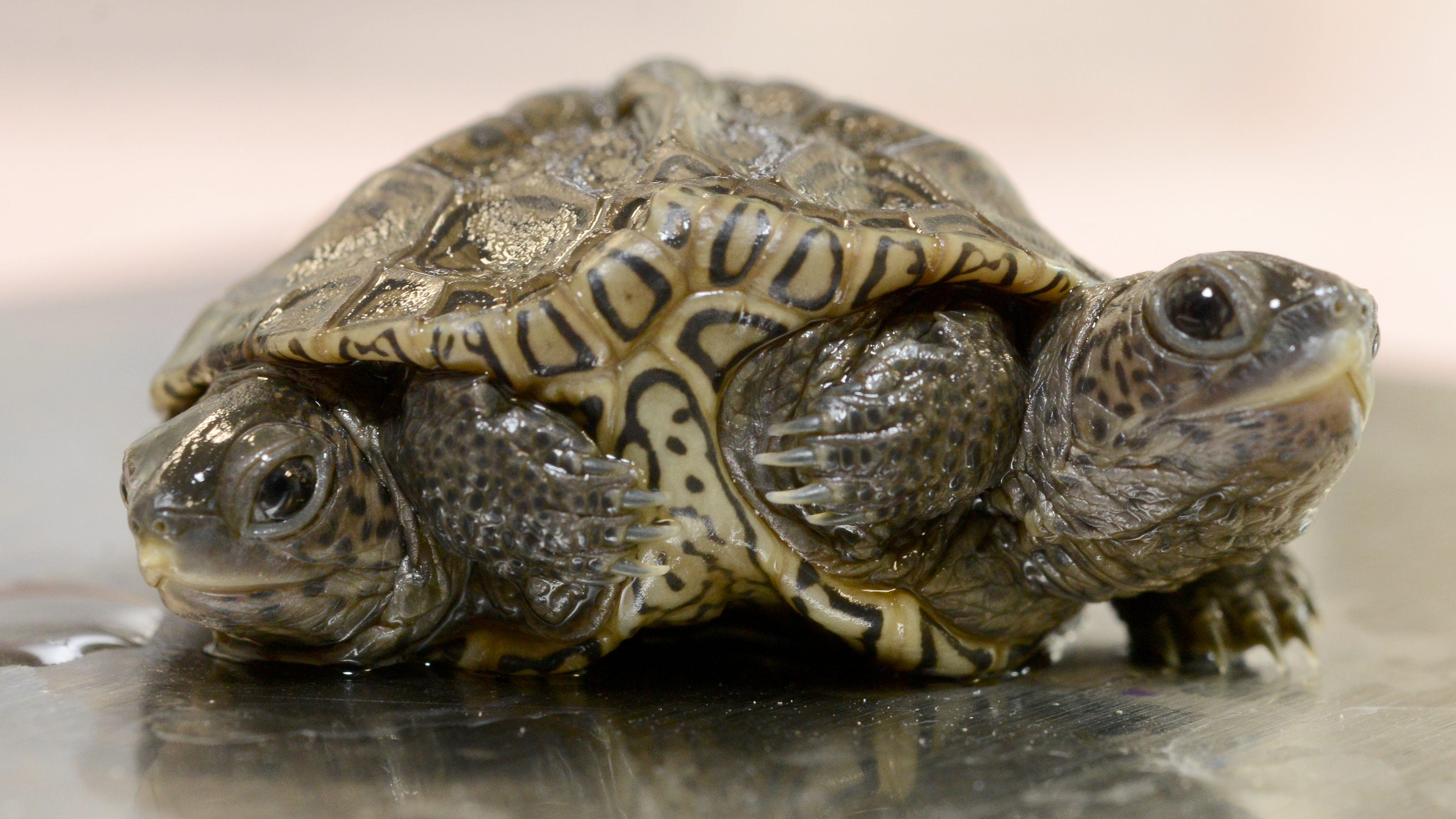 Diamondback Terrapin With Two Heads Six Legs In Massachusetts Diamondback Terrapin With Two Heads Six Legs In Massachusetts