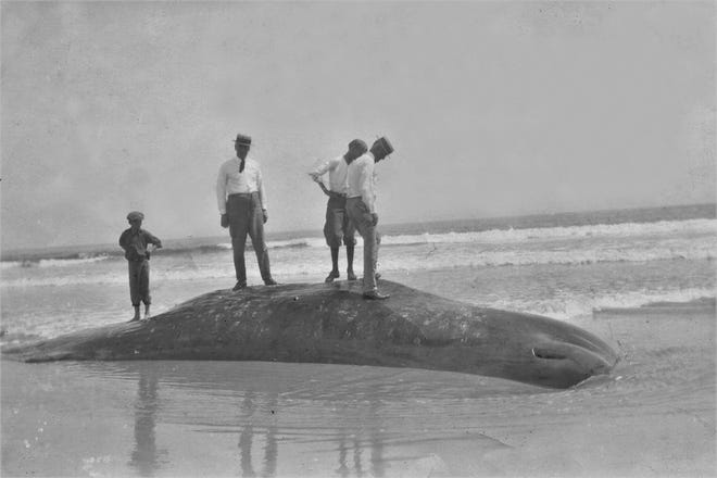 Residents stand on the carcass of a beached whale in Flagler Beach in this photo taken in the early 1920s.