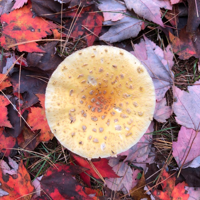 A mushroom believed to be amanita muscaria variety guessowii, or American yellow fly agaric, grows among autumn leaves last week at Hartwick Pines State Park in Grayling, Mich.