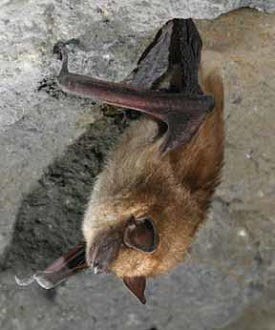 "Bat Week" is observed to raise awareness about the environmental importance of bats.