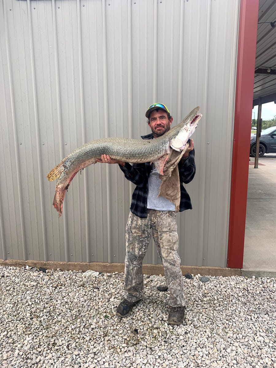 Danny Smith II displays a 39.5-pound Alligator Gar, measuring four feet, six inches, which he caught in the Neosho River in southeast Kansas. Kansas Department of Wildlife and Parks officials say the fish is not native to Kansas and previously have not been documented there.