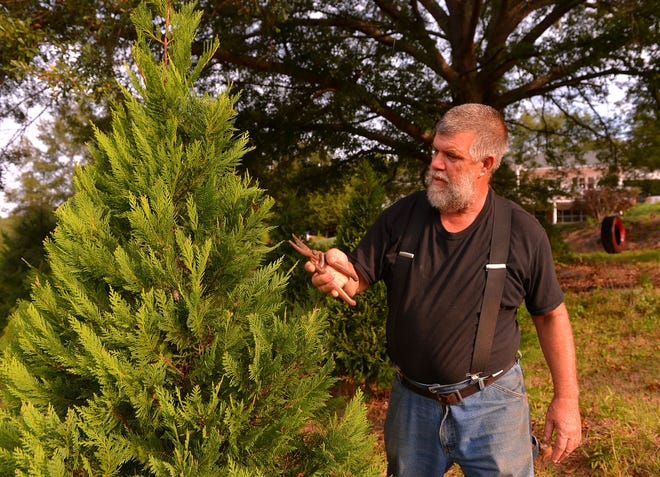 Owner Scott Wagner trims a tree at Christmas Hill Tree Farm in Chesnee, SC, Wednesday, September 15, 2021.