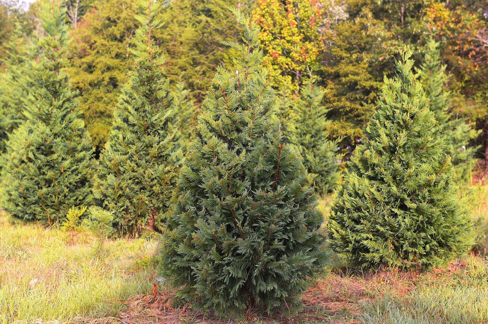 How to find and care for a real, live Christmas tree