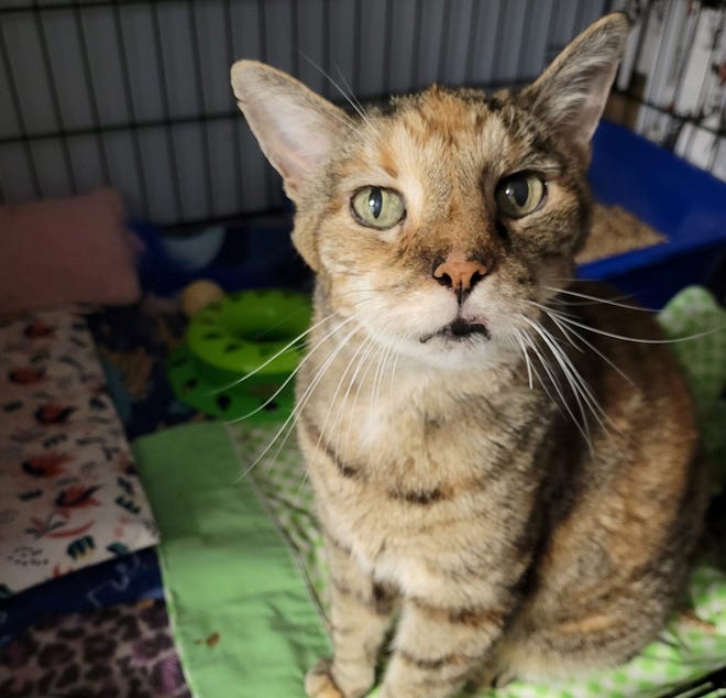 Pet of the week: Senior cat Kiki needs a quiet place to retire