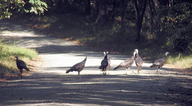 La manada de pavos cruza el camino rural.  La temporada de zapateros y pollos comienza el 30 de octubre en algunas partes de Pensilvania.