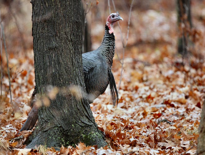 Un hombre enojado camina por Woodlot, Pensilvania.  La temporada de caza de pavos comienza el 30 de octubre en algunas partes del estado.