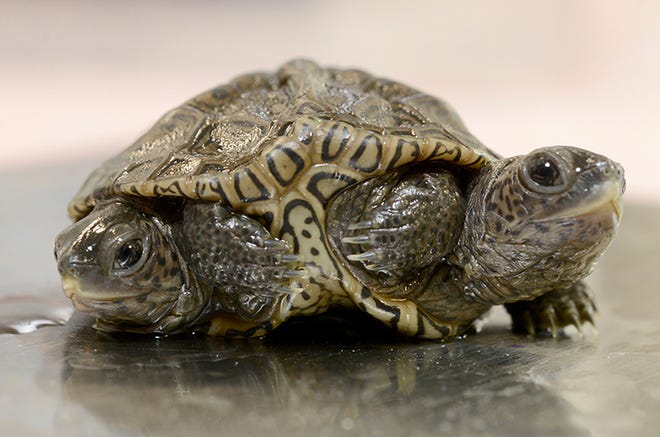 A two-headed diamondback terrapin is weighed at the Birdsey Cape Wildlife Center on Saturday, Oct. 9, 2021, in Barnstable, Mass., where the two-week old animal is being treated.