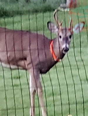 A photo of the suspected deer that attacked Patty Jean Willis, 64, in the yard of her house in Au Gres. She was left with multiple injuries to her hands and legs. Patty was able to stay alive by holding the deer by its antlers and using her legs as a shield to protect her organs. She credits her son Luke with saving her life.