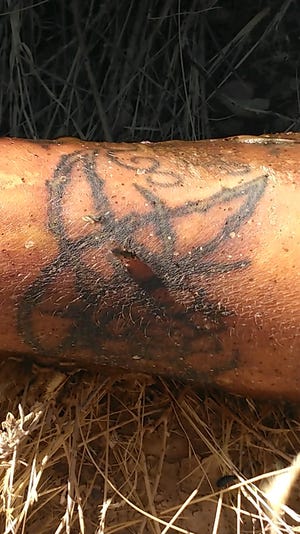 A photo of the tattoo on a woman's left arm. The woman was discovered on Oct. 15, 2021 by DASO.