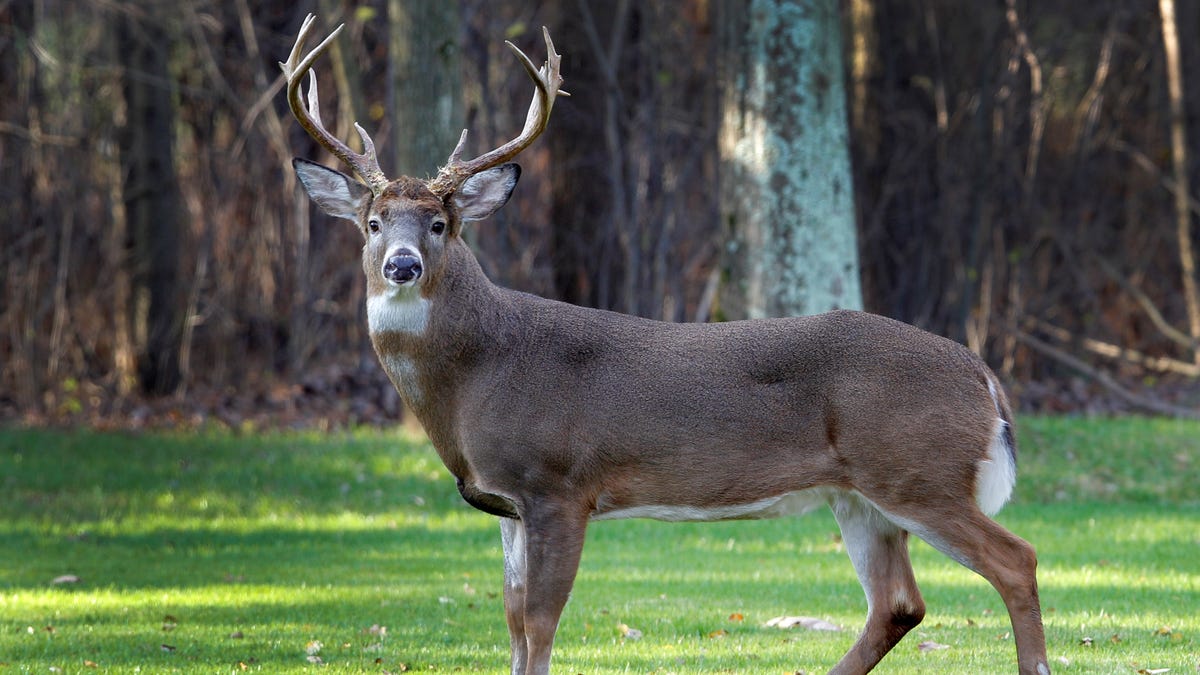 NC Wildlife officials push testing as they look to control the spread of ‘zombie’ deer