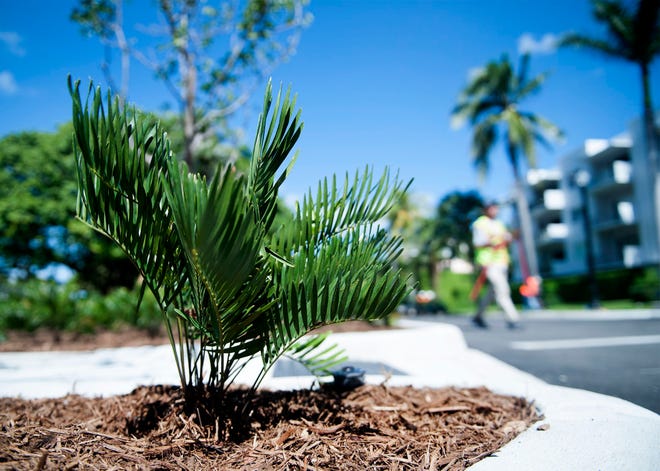 Coontie, a drought tolerant native cycad, was planted along South Lake Drive near the Town Marina on Monday.