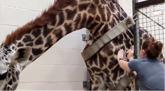 A giraffe at the Cincinnati Zoo and Botanical Garden receives a COVID-19 vaccine.