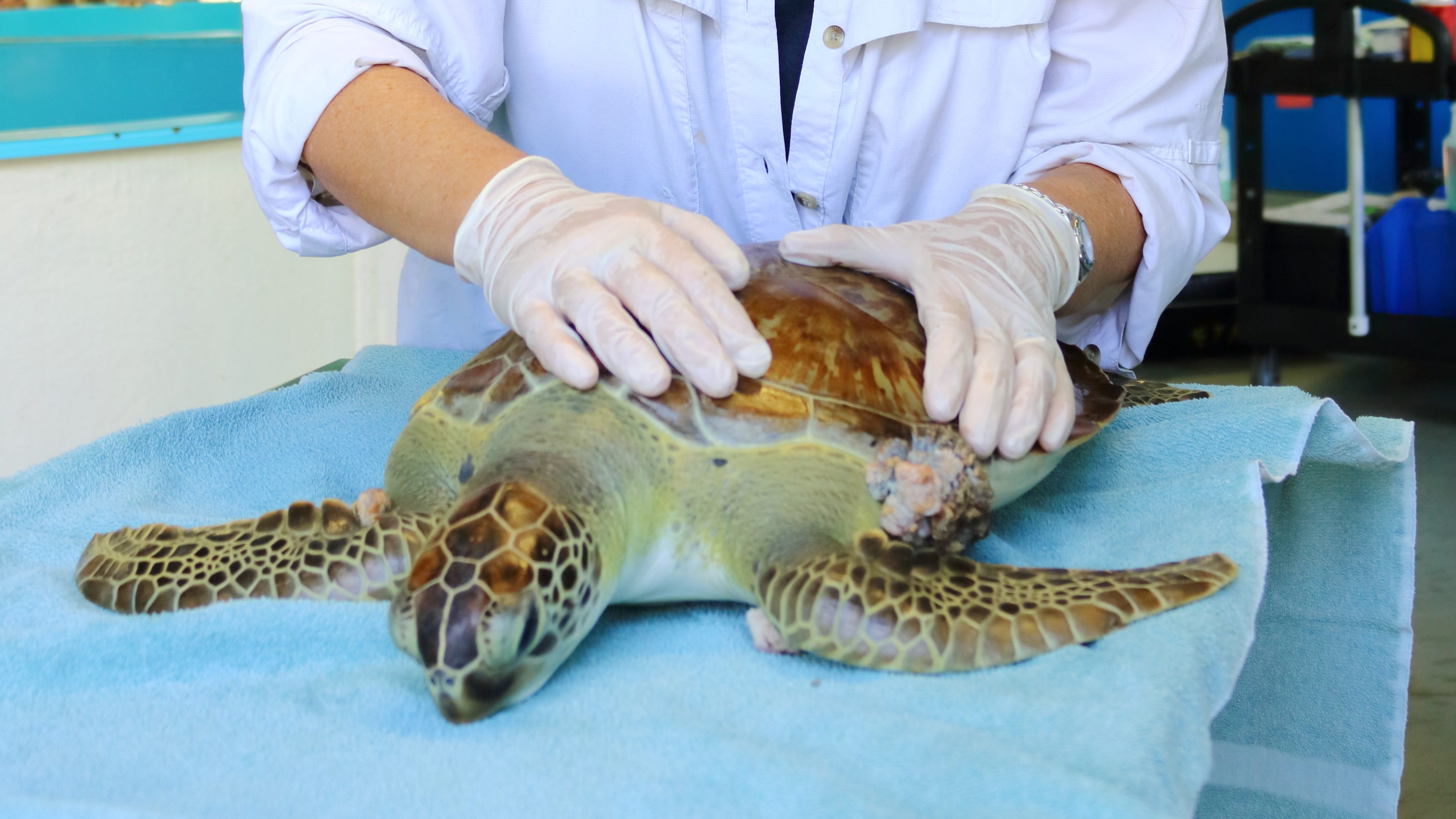 FAU study links Indian River Lagoon pollution and tumor-causing disease in turtles - TCPalm