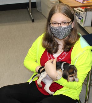 The Meyersdale Middle School Critter Club welcomed four special guests on Oct. 19. Member Isaac Geiger brought in his family’s four Beagle puppies. Members, including Lily Sutton, shown, had the opportunity to snuggle and play with these little guys, while learning more about the breed. Critter Club is designed for students who share a love or interest in animals. During club meetings, students are introduced to various types and breeds of animals. Guests bring pets to the meetings to teach the students the basics of responsible pet care, humane treatment of animals, animal safety and, most importantly, compassion and empathy for other living things. Students also have the opportunity to share their knowledge and experiences about their pets, or animals that they have come in contact with. Critter Club also brings awareness to the students about humane societies and different organizations that provide services and care to animals that do not have a home. Mrs. Tammy Edwards organized this group and serves as the adviser.
