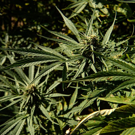 Cannabis plants which will be harvested for CBD growing at at Head & Heal in Cortland. The business currently grows and distributes a successful line of CBD products and is planning to expand into marijuana in the next year. Thursday, Oct. 7, 2021.