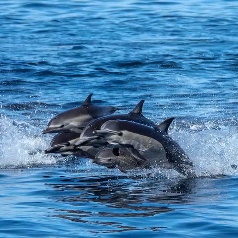 Dolphin stampede