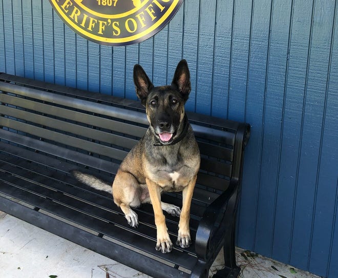 Ascension Parish Sheriff's Office K9 Brenda is in the running for the 2021 Aftermath K9 Grant. Winners receive $5,000 to help manage their K9 program.