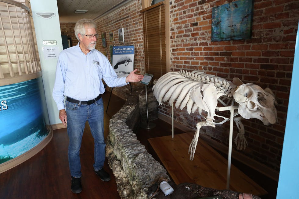Bob Knight, the executive director of the Howard T. Odum Florida Springs Institute, points out a Florida manatee skeleton on display at the North Florida Springs Environmental Center, in High Springs.