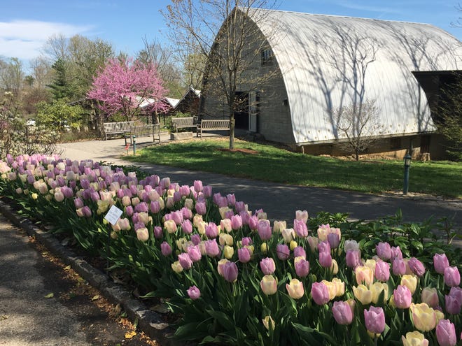 Fall is a great time for planting daffodils, crocus, hyacinths and tulips, like the ones pictured here at Yew Dell Botanical Gardens in Kentucky.
