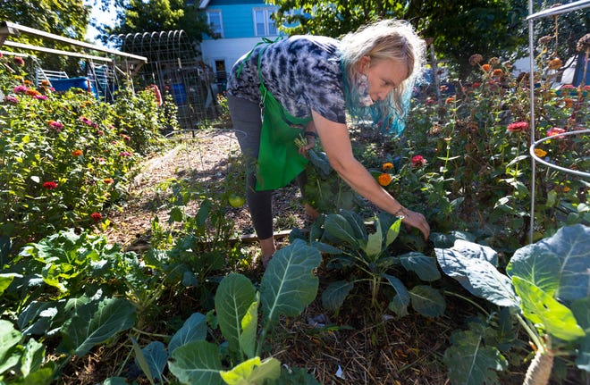 All People's Church garden educator Susan Holty picks collard greens at a garden stand at the corner of North 2nd and West Clarke streets in Milwaukee. The stand offers free produce they grow on-site as well as donated food items.