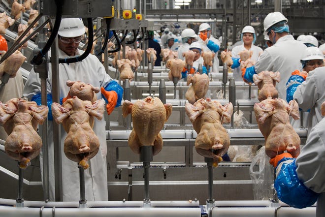 In this Dec. 12, 2019, file photo workers process chickens at a poultry plant, in Fremont, Neb.