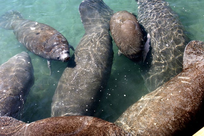 Alrededor de 280 manatíes se apiñan en el desagüe de agua tibia del sistema de calefacción en la planta de energía de Florida Power & Light en Riviera Beach.