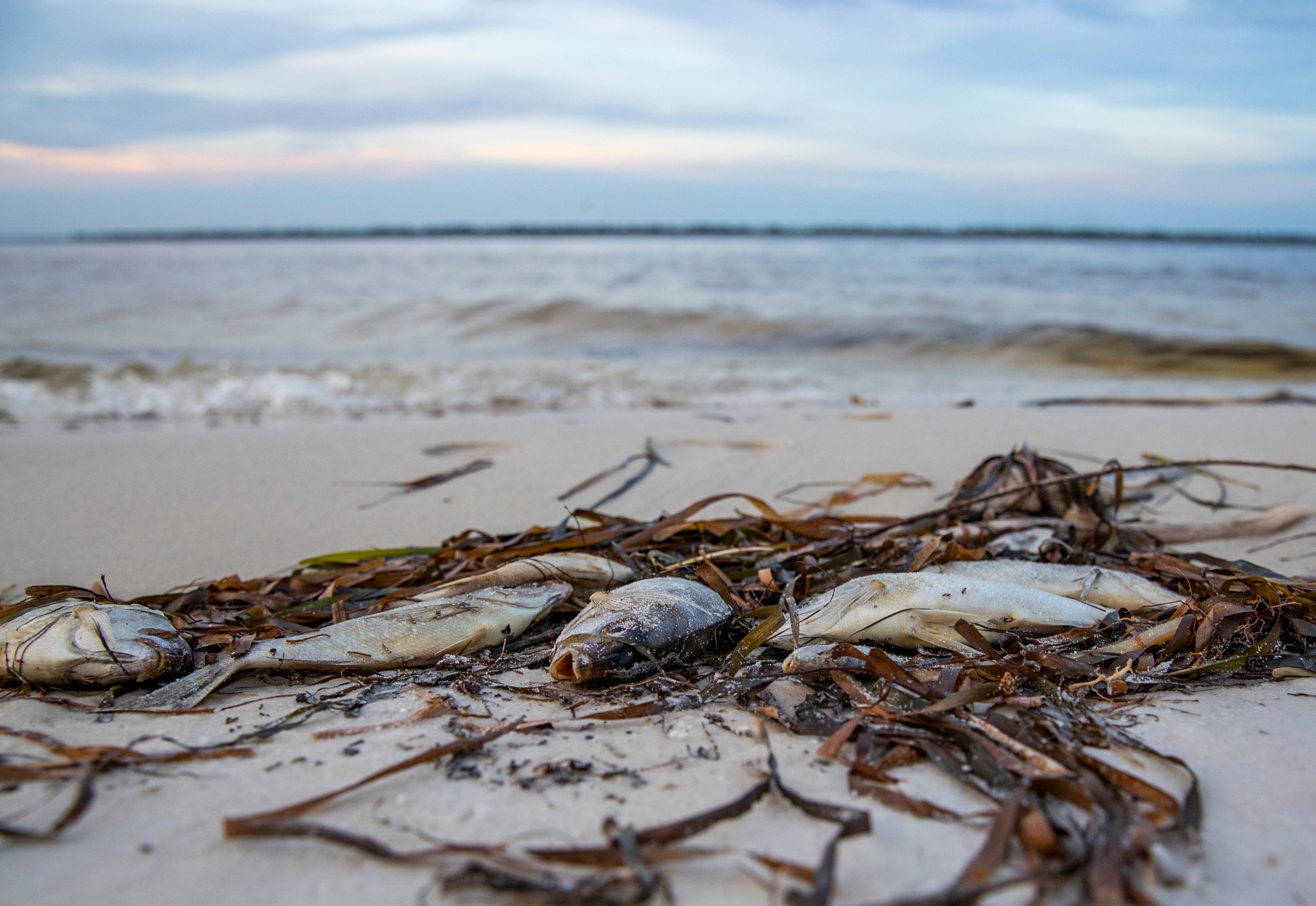 Red tide bloom worsens in Panama City Beach, Florida