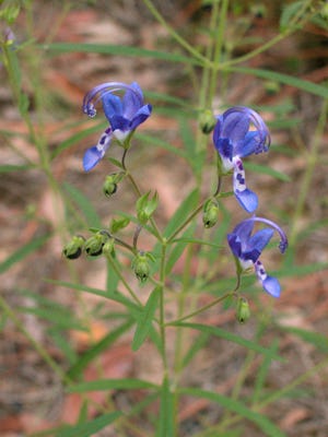 Blue curls has a broad distribution, and is well-known to plant fanciers, hikers, and naturalists from Texas into eastern Canada.