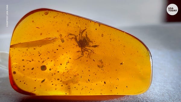 100-million-year old crab fossil in amber is histo