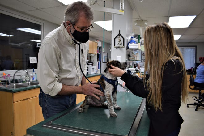 Chris Bleifuss, head veterinarian at Kronenwetter Veterinary Care examines Oki, a 13-week old puppy, with an assistant