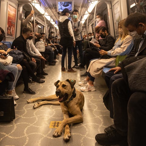 Boji, an Istanbul street dog rides a subway train 