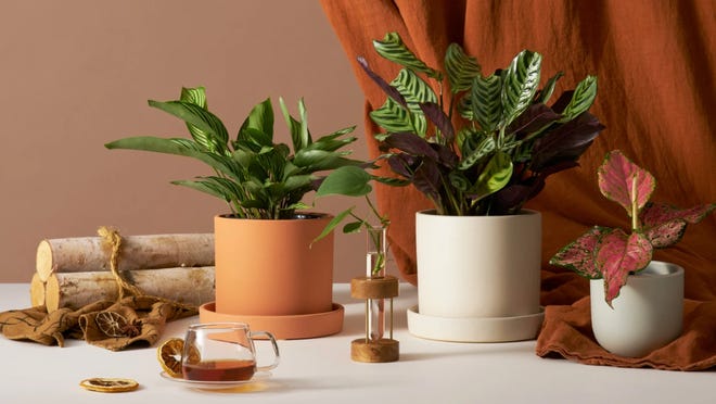 Research shows that plants can help with mental and physical health, not just outside in landscapes, gardens and parks but inside the home as well. Houseplants can help reduce stress and improve mental wellbeing.