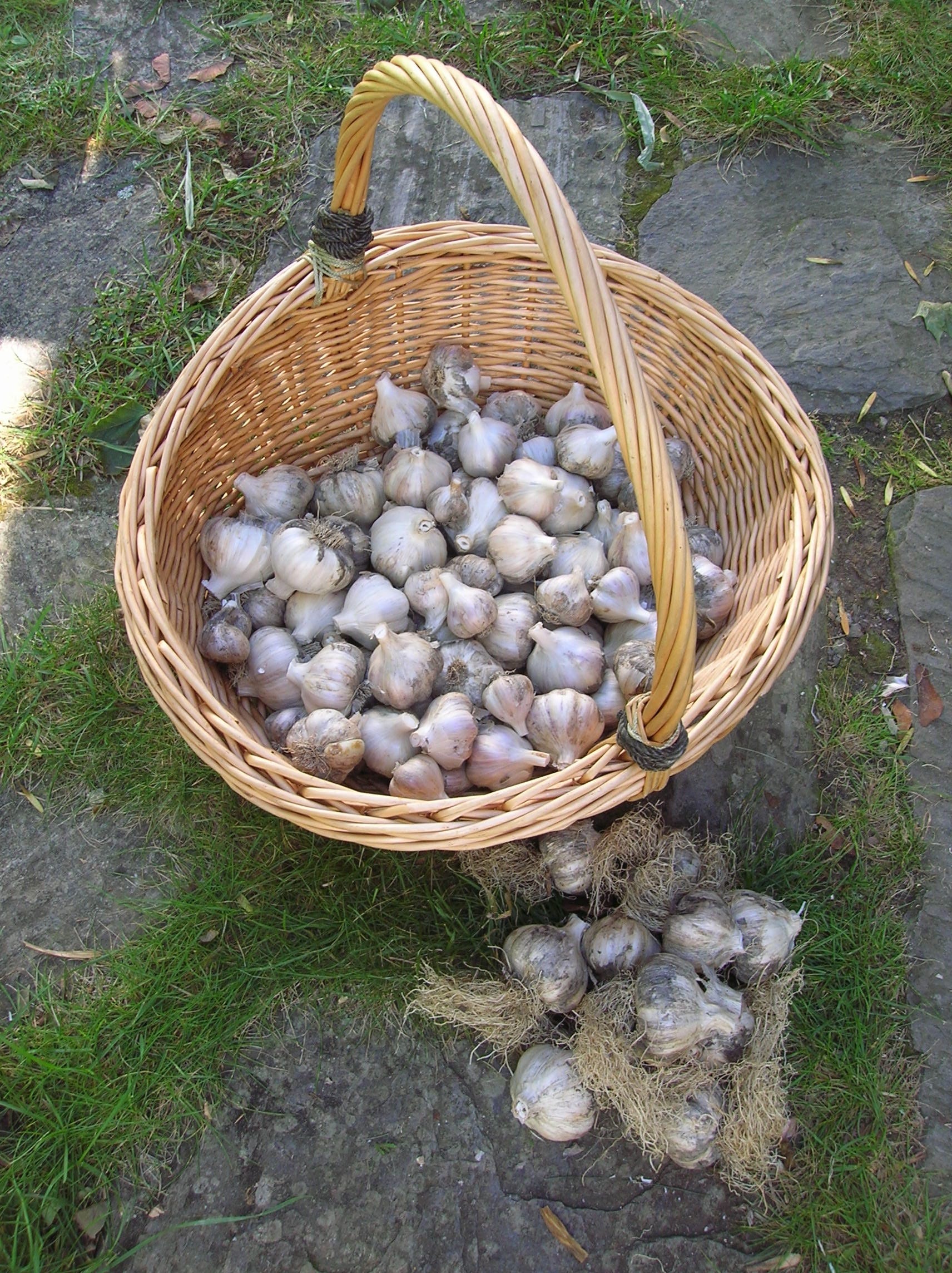 Halloween gardening myths: Plants used to ward off evil spirits