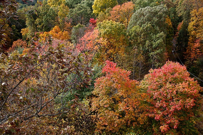 Trees in the Mohican Memorial State Forest are seen turning their fall colors from the Mohican Fire Tower, which is 80 feet tall and was built in 1934 on Monday, October 25, 2021. TOM E. PUSKAR/TIMES-GAZETTE.COM