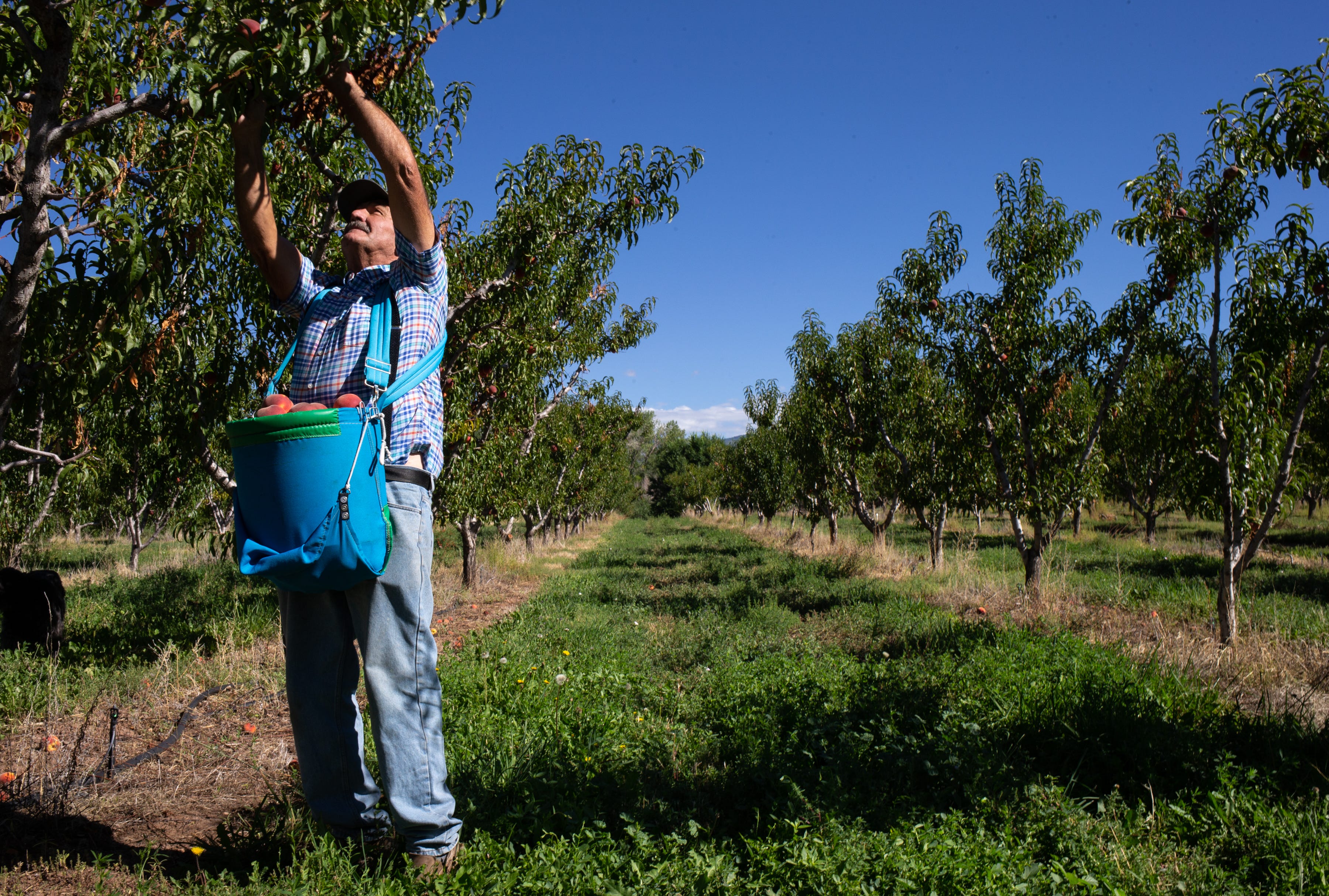 Chann Fogg picks peaches on Aug. 23, 2021, on his farm near Cedaredge, Colorado.
