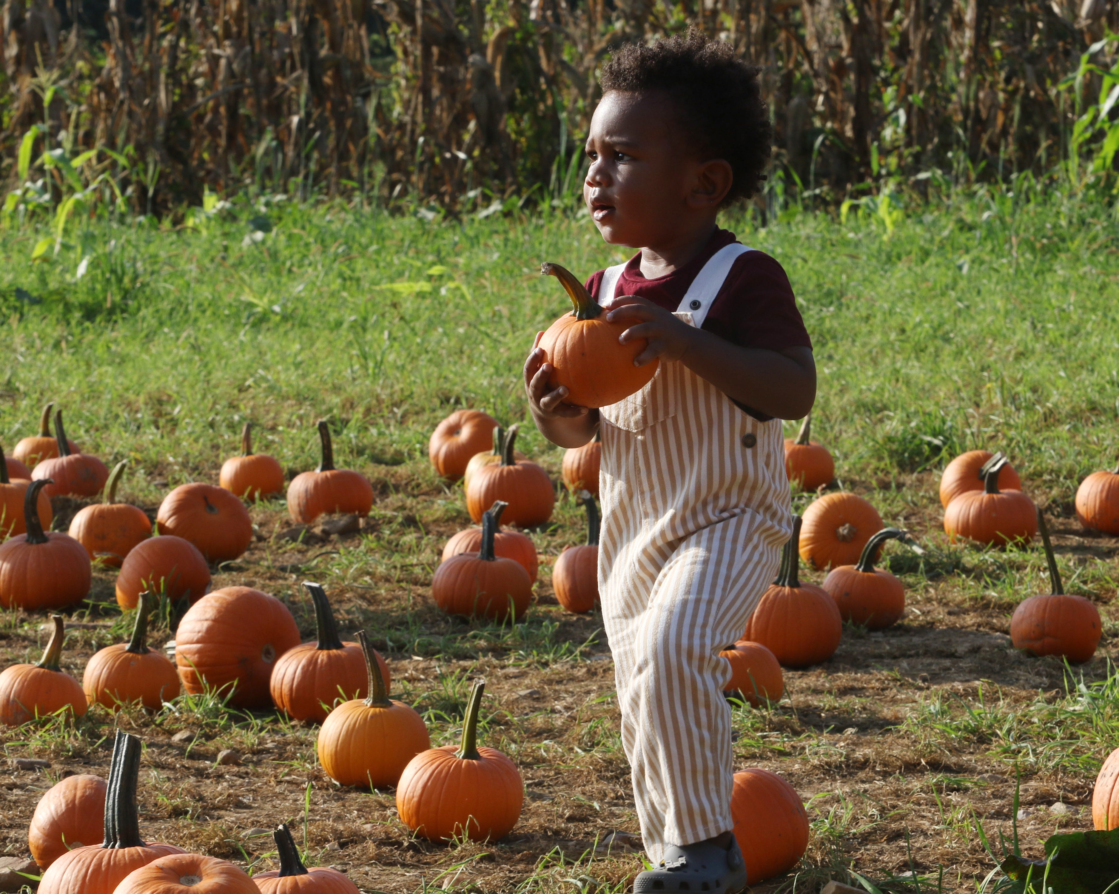 Two-year-old Legend Despinosse, of Brooklyn, was among the visitors who came to find the perfect pumpkin at Wightman Farms on October 15, 2021.