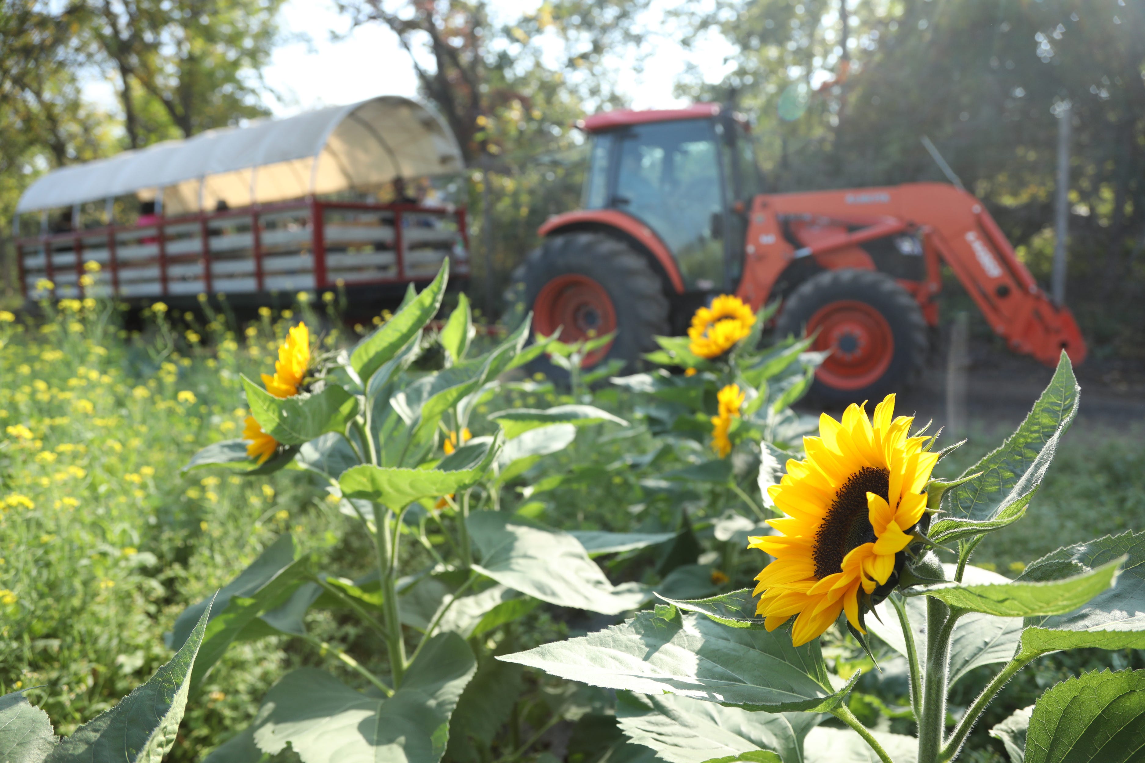 A hayride at Wightman Farms in Morristown, New Jersey takes visitors on a ride to pick pumpkins on October 15, 2021.