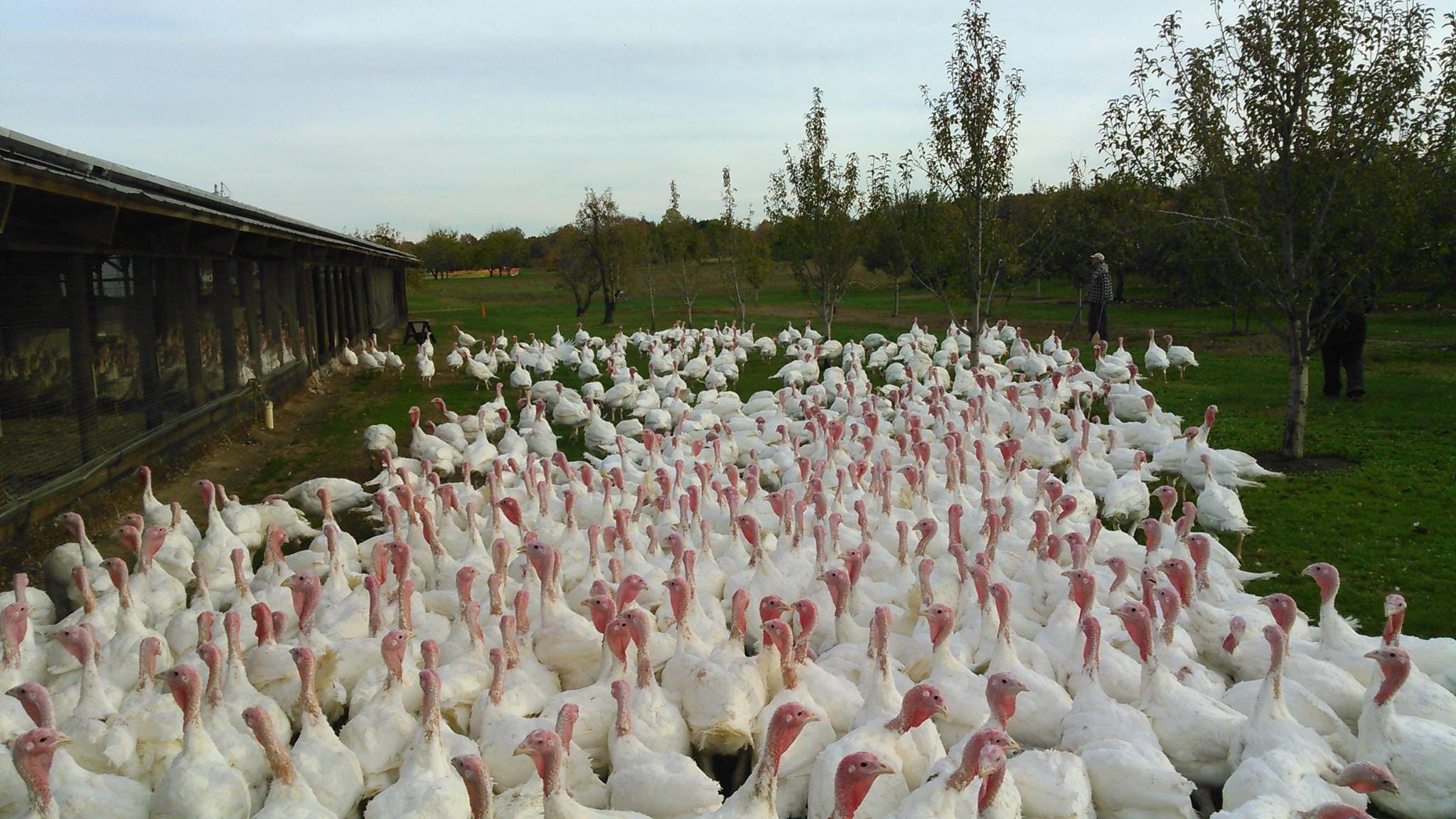 Thanksgiving: New Jersey farms where you can buy turkeys