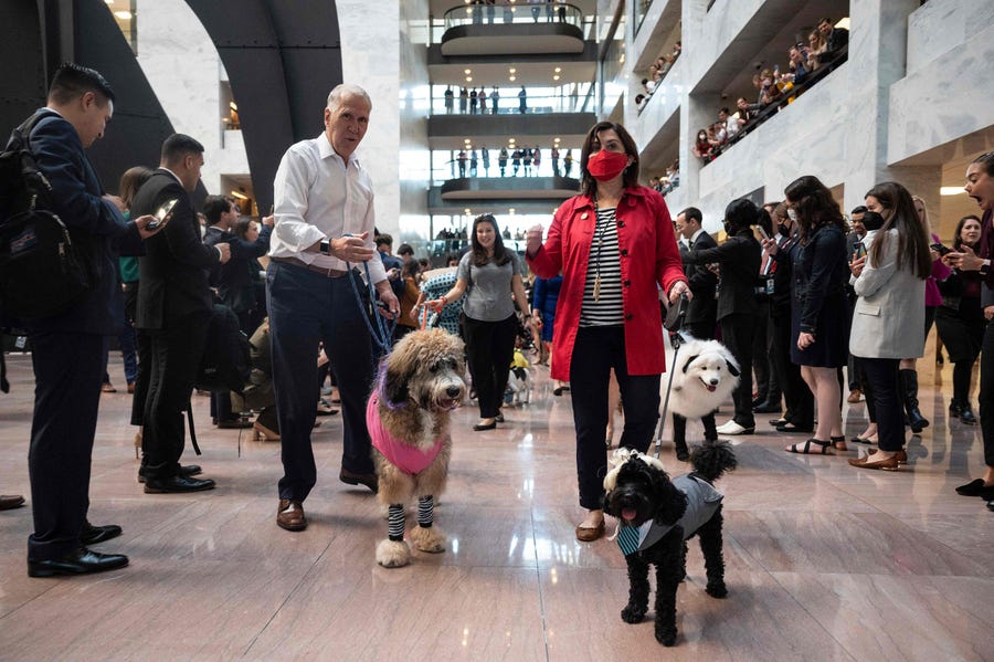 US Senator Thom Tillis (L), R-NC, walks his dog Mitch (R), dressed as US Senator Mitch McConnell, and Theo (C), in costume as US Senator Kyrsten Sinema during the annual Congressional Dog Costume Parade on Capitol Hill in Washington, DC, on Oct. 27, 2021.