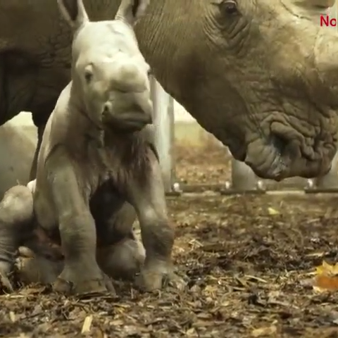 Baby rhino takes first shaky steps at Royal Burger